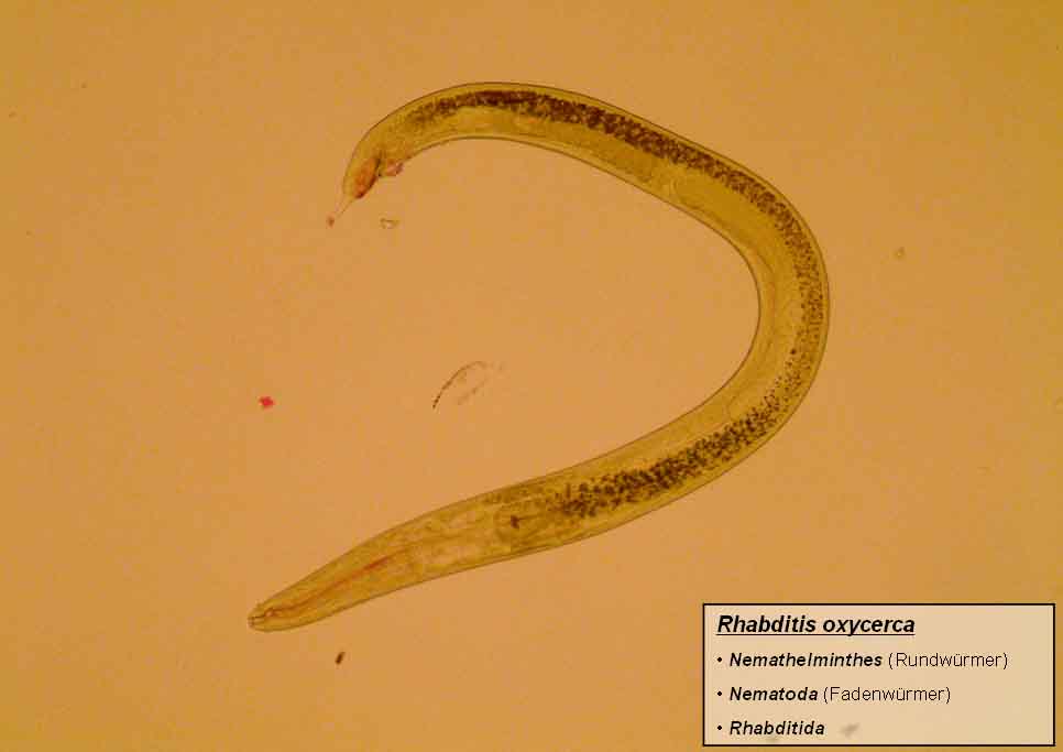 Представитель Семейства Rhabditidae